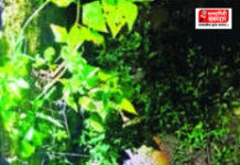 Crocodile Rescue Chiplun: चिपळूणमध्ये पाण्याच्या टाकीत अडकलेल्या मगरीच्या पिल्लाची सुरक्षित सुटका; वनविभागाची धडक कारवाई Crocodile Rescue Chiplun: चिपळूणमध्ये पाण्याच्या टाकीत अडकलेल्या मगरीच्या पिल्लाची सुरक्षित सुटका; वनविभागाची धडक कारवाई