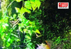 Crocodile Rescue Chiplun: चिपळूणमध्ये पाण्याच्या टाकीत अडकलेल्या मगरीच्या पिल्लाची सुरक्षित सुटका; वनविभागाची धडक कारवाई