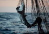 Devgad illegal Fishing Action: देवगड-विजयदुर्ग समुद्रात अवैध पर्ससीन मासेमारीवर मोठी कारवाई; रत्नागिरीच्या २ नौका जप्त, तर १ नौका पसार Devgad illegal Fishing Action: देवगड-विजयदुर्ग समुद्रात अवैध पर्ससीन मासेमारीवर मोठी कारवाई; रत्नागिरीच्या २ नौका जप्त, तर १ नौका पसार