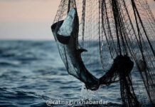 Devgad illegal Fishing Action: देवगड-विजयदुर्ग समुद्रात अवैध पर्ससीन मासेमारीवर मोठी कारवाई; रत्नागिरीच्या २ नौका जप्त, तर १ नौका पसार Devgad illegal Fishing Action: देवगड-विजयदुर्ग समुद्रात अवैध पर्ससीन मासेमारीवर मोठी कारवाई; रत्नागिरीच्या २ नौका जप्त, तर १ नौका पसार