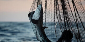 Devgad illegal Fishing Action: देवगड-विजयदुर्ग समुद्रात अवैध पर्ससीन मासेमारीवर मोठी कारवाई; रत्नागिरीच्या २ नौका जप्त, तर १ नौका पसार