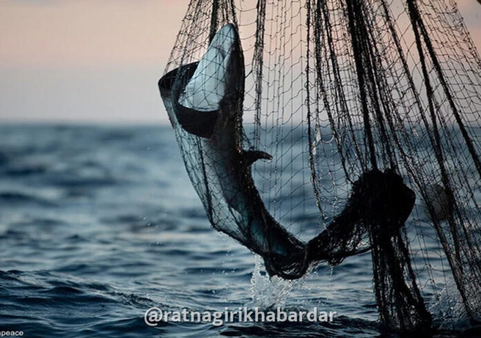 Devgad illegal Fishing Action: देवगड-विजयदुर्ग समुद्रात अवैध पर्ससीन मासेमारीवर मोठी कारवाई; रत्नागिरीच्या २ नौका जप्त, तर १ नौका पसार Devgad illegal Fishing Action: देवगड-विजयदुर्ग समुद्रात अवैध पर्ससीन मासेमारीवर मोठी कारवाई; रत्नागिरीच्या २ नौका जप्त, तर १ नौका पसार