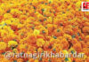 Flower Market Ratnagiri: फुलांची आवक वाढल्याने दर घसरले; गणेशोत्सवात रत्नागिरीच्या बाजारात १० लाखांची उलाढाल Flower Market Ratnagiri: फुलांची आवक वाढल्याने दर घसरले; गणेशोत्सवात रत्नागिरीच्या बाजारात १० लाखांची उलाढाल