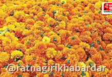 Flower Market Ratnagiri: फुलांची आवक वाढल्याने दर घसरले; गणेशोत्सवात रत्नागिरीच्या बाजारात १० लाखांची उलाढाल Flower Market Ratnagiri: फुलांची आवक वाढल्याने दर घसरले; गणेशोत्सवात रत्नागिरीच्या बाजारात १० लाखांची उलाढाल
