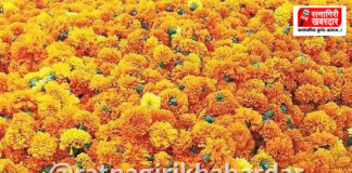 Flower Market Ratnagiri: फुलांची आवक वाढल्याने दर घसरले; गणेशोत्सवात रत्नागिरीच्या बाजारात १० लाखांची उलाढाल