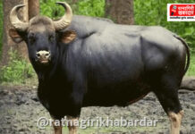 Gaur Terror in Sangameshwar: आंबव पोंक्षे गावात गव्याचा वावर; शेतीचे अतोनात नुकसान आणि ग्रामस्थ धास्तावले Gaur Terror in Sangameshwar: आंबव पोंक्षे गावात गव्याचा वावर; शेतीचे अतोनात नुकसान आणि ग्रामस्थ धास्तावले