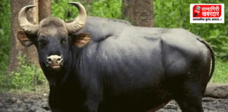 Gaur Terror in Sangameshwar: आंबव पोंक्षे गावात गव्याचा वावर; शेतीचे अतोनात नुकसान आणि ग्रामस्थ धास्तावले