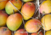 Hapus Mango Ratnagiri: हापूस आंब्याला ई-पीक पाहणीत स्वतंत्र पर्याय; राज्य मंत्रिमंडळ बैठकीत मोठा निर्णय Hapus Mango Ratnagiri: हापूस आंब्याला ई-पीक पाहणीत स्वतंत्र पर्याय; राज्य मंत्रिमंडळ बैठकीत मोठा निर्णय