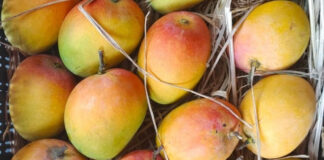 Hapus Mango Ratnagiri: हापूस आंब्याला ई-पीक पाहणीत स्वतंत्र पर्याय; राज्य मंत्रिमंडळ बैठकीत मोठा निर्णय
