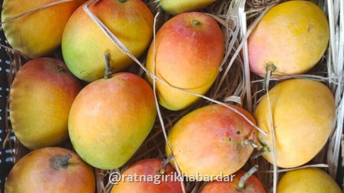 Hapus Mango Ratnagiri: हापूस आंब्याला ई-पीक पाहणीत स्वतंत्र पर्याय; राज्य मंत्रिमंडळ बैठकीत मोठा निर्णय Hapus Mango Ratnagiri: हापूस आंब्याला ई-पीक पाहणीत स्वतंत्र पर्याय; राज्य मंत्रिमंडळ बैठकीत मोठा निर्णय