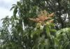 Ratnagiri Hapus Mango Unseasonal Flowering: रत्नागिरीत ऑगस्ट महिन्यातच हापूस फुलला..!