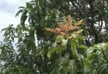 Ratnagiri Hapus Mango Unseasonal Flowering: रत्नागिरीत ऑगस्ट महिन्यातच हापूस फुलला..!