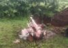 Cattle Slaughter Racket Busted Ratnagiri: करबुडे हायवेनजीक गोवंश हत्येचा अड्डा उद्ध्वस्त; रत्नागिरी ग्रामीण पोलिसांची थरारक कारवाई