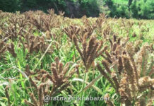 Kondkan Agriculture Crisis: भात, नाचणी पिकांवर पावसाअभावी संकट; सप्टेंबरमधील पावसाच्या ताणाने उत्पादनात घटीची शक्यता Kondkan Agriculture Crisis: भात, नाचणी पिकांवर पावसाअभावी संकट; सप्टेंबरमधील पावसाच्या ताणाने उत्पादनात घटीची शक्यता