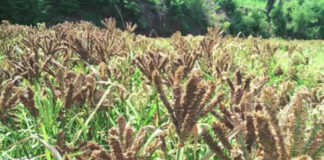 Kondkan Agriculture Crisis: भात, नाचणी पिकांवर पावसाअभावी संकट; सप्टेंबरमधील पावसाच्या ताणाने उत्पादनात घटीची शक्यता