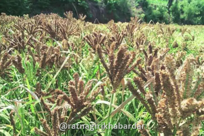 Kondkan Agriculture Crisis: भात, नाचणी पिकांवर पावसाअभावी संकट; सप्टेंबरमधील पावसाच्या ताणाने उत्पादनात घटीची शक्यता Kondkan Agriculture Crisis: भात, नाचणी पिकांवर पावसाअभावी संकट; सप्टेंबरमधील पावसाच्या ताणाने उत्पादनात घटीची शक्यता