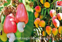 Krishi Yojana Anudan Campaign: कृषी योजना अनुदानासाठी रत्नागिरी जिल्ह्यात विशेष मोहीम सुरू; १५ ऑक्टोबरपर्यंत अर्ज करण्याचे आवाहन Krishi Yojana Anudan Campaign: कृषी योजना अनुदानासाठी रत्नागिरी जिल्ह्यात विशेष मोहीम सुरू; १५ ऑक्टोबरपर्यंत अर्ज करण्याचे आवाहन