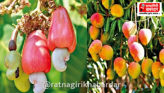 Krishi Yojana Anudan Campaign: कृषी योजना अनुदानासाठी रत्नागिरी जिल्ह्यात विशेष मोहीम सुरू; १५ ऑक्टोबरपर्यंत अर्ज करण्याचे आवाहन Krishi Yojana Anudan Campaign: कृषी योजना अनुदानासाठी रत्नागिरी जिल्ह्यात विशेष मोहीम सुरू; १५ ऑक्टोबरपर्यंत अर्ज करण्याचे आवाहन