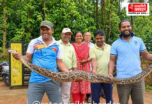 Lanja Python Rescue: धुंदरे येथे कोंबड्यांच्या खुराड्यात आढळला ९ फूट लांबीचा अजगर; सर्पमित्राकडून सुरक्षित सुटका