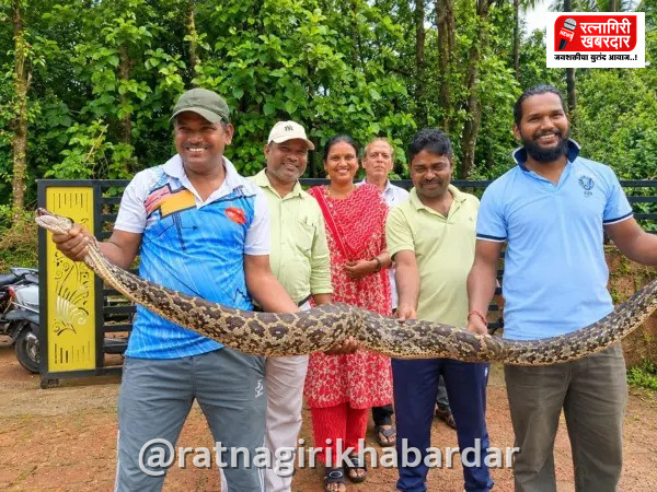 Lanja Python Rescue: धुंदरे येथे कोंबड्यांच्या खुराड्यात आढळला ९ फूट लांबीचा अजगर; सर्पमित्राकडून सुरक्षित सुटका Lanja Python Rescue: धुंदरे येथे कोंबड्यांच्या खुराड्यात आढळला ९ फूट लांबीचा अजगर; सर्पमित्राकडून सुरक्षित सुटका