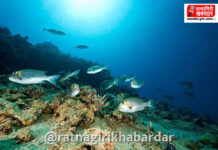 Marine Fisheries Census 2025 Ratnagiri: सागरी मत्स्यगणना जनजागृती सुरू; रत्नागिरी जिल्ह्याची आकडेवारी केंद्र शासनाच्या रडारवर.. Marine Fisheries Census 2025 Ratnagiri: सागरी मत्स्यगणना जनजागृती सुरू; रत्नागिरी जिल्ह्याची आकडेवारी केंद्र शासनाच्या रडारवर..