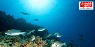 Marine Fisheries Census 2025 Ratnagiri: सागरी मत्स्यगणना जनजागृती सुरू; रत्नागिरी जिल्ह्याची आकडेवारी केंद्र शासनाच्या रडारवर..