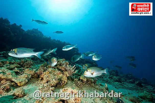 Marine Fisheries Census 2025 Ratnagiri: सागरी मत्स्यगणना जनजागृती सुरू; रत्नागिरी जिल्ह्याची आकडेवारी केंद्र शासनाच्या रडारवर.. Marine Fisheries Census 2025 Ratnagiri: सागरी मत्स्यगणना जनजागृती सुरू; रत्नागिरी जिल्ह्याची आकडेवारी केंद्र शासनाच्या रडारवर..