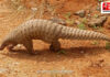 Pangolin Found Dead in Dapoli: हर्णै समुद्रकिनारी खवले मांजर मृतावस्थेत आढळले; वन विभागाची घटनास्थळी धाव Pangolin Found Dead in Dapoli: हर्णै समुद्रकिनारी खवले मांजर मृतावस्थेत आढळले; वन विभागाची घटनास्थळी धाव