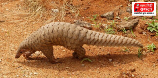 Pangolin Found Dead in Dapoli: हर्णै समुद्रकिनारी खवले मांजर मृतावस्थेत आढळले; वन विभागाची घटनास्थळी धाव