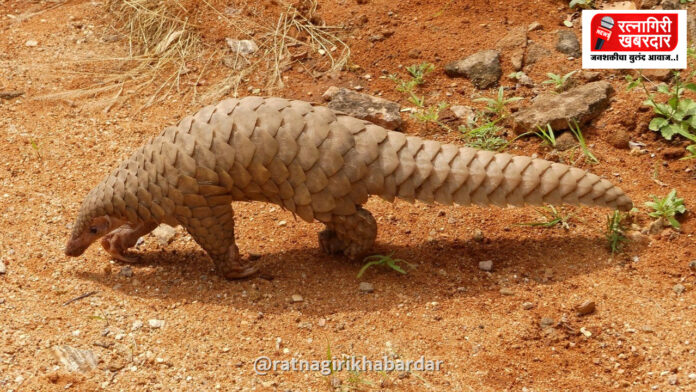 Pangolin Found Dead in Dapoli: हर्णै समुद्रकिनारी खवले मांजर मृतावस्थेत आढळले; वन विभागाची घटनास्थळी धाव