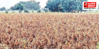 Ratnagiri Drought 2026: रत्नागिरी, संगमेश्वर, राजापूर तालुक्यात दुष्काळ जाहीर!