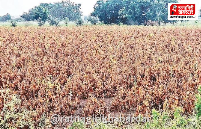 Ratnagiri Drought 2026: रत्नागिरी, संगमेश्वर, राजापूर तालुक्यात दुष्काळ जाहीर! Ratnagiri Drought 2026: रत्नागिरी, संगमेश्वर, राजापूर तालुक्यात दुष्काळ जाहीर!