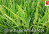 Ratnagiri Paddy Crop Loss: रत्नागिरी जिल्ह्यात भाताचे उत्पादन यंदा १० ते १५ टक्क्यांनी घटणार! कोकणात पाऊस न पडल्यास भातशेती येणार धोक्यात Ratnagiri Paddy Crop Loss: रत्नागिरी जिल्ह्यात भाताचे उत्पादन यंदा १० ते १५ टक्क्यांनी घटणार! कोकणात पाऊस न पडल्यास भातशेती येणार धोक्यात