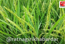 Ratnagiri Paddy Crop Loss: रत्नागिरी जिल्ह्यात भाताचे उत्पादन यंदा १० ते १५ टक्क्यांनी घटणार! कोकणात पाऊस न पडल्यास भातशेती येणार धोक्यात Ratnagiri Paddy Crop Loss: रत्नागिरी जिल्ह्यात भाताचे उत्पादन यंदा १० ते १५ टक्क्यांनी घटणार! कोकणात पाऊस न पडल्यास भातशेती येणार धोक्यात