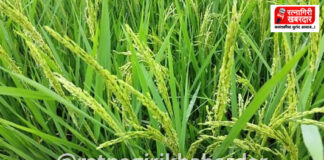 Ratnagiri Paddy Crop Loss: रत्नागिरी जिल्ह्यात भाताचे उत्पादन यंदा १० ते १५ टक्क्यांनी घटणार! कोकणात पाऊस न पडल्यास भातशेती येणार धोक्यात