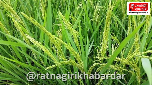 Ratnagiri Paddy Crop Loss: रत्नागिरी जिल्ह्यात भाताचे उत्पादन यंदा १० ते १५ टक्क्यांनी घटणार! कोकणात पाऊस न पडल्यास भातशेती येणार धोक्यात Ratnagiri Paddy Crop Loss: रत्नागिरी जिल्ह्यात भाताचे उत्पादन यंदा १० ते १५ टक्क्यांनी घटणार! कोकणात पाऊस न पडल्यास भातशेती येणार धोक्यात