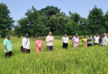 गुहागर तालुक्यातील निवोशी येथे भात नुकसानीची सभापती प्रणव पोळेकर यांनी केली पाहणी