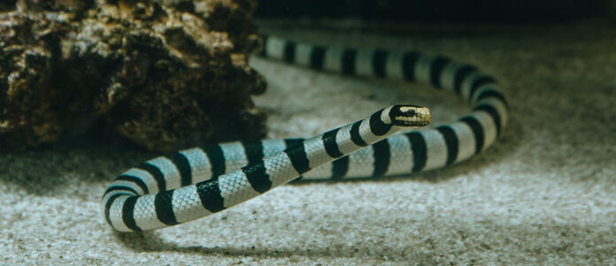 az-sea-krait-180225-08-hero