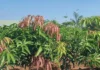 Konkan Alphonso Mango Weather Threat: हवामानातील बदलांमुळे कोकणचा हापूस आंबा पुन्हा संकटात! थंडी गायब राहण्याच्या अंदाजाने बागायतदार धास्तावले