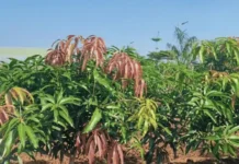 Konkan Alphonso Mango Weather Threat: हवामानातील बदलांमुळे कोकणचा हापूस आंबा पुन्हा संकटात! थंडी गायब राहण्याच्या अंदाजाने बागायतदार धास्तावले