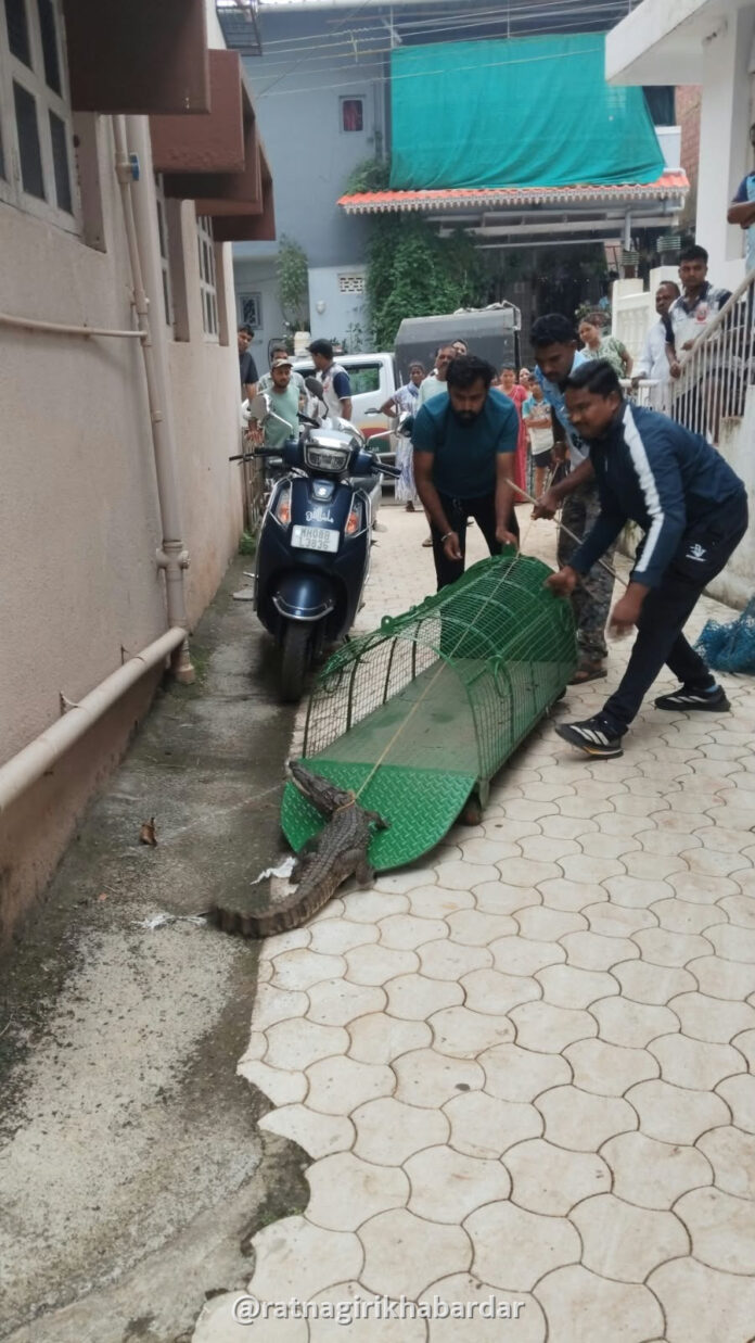 Chiplun Crocodile Rescue: पेठमाप लोकवस्तीत आढळली मगर; वन विभागाकडून सुरक्षित रेस्क्यू करून नैसर्गिक अधिवासात मुक्त