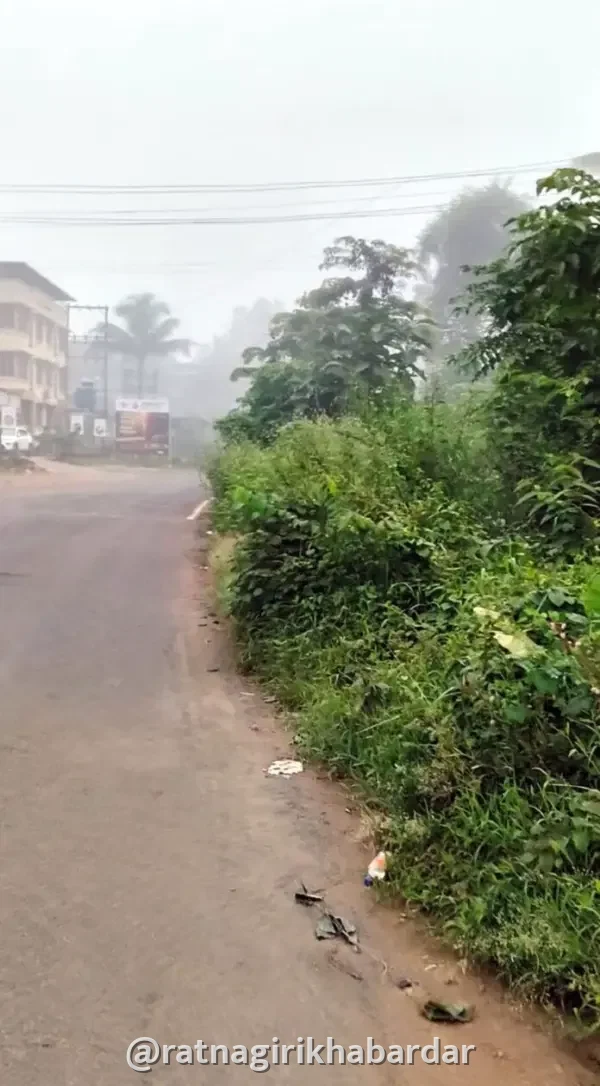 Chiplun Guhagar Highway Tree Branches Danger: चिपळूण-गुहागर महामार्गावर मिरजोळी येथे झाडांच्या फांद्यांमुळे अपघातांचा धोका वाढला Chiplun Guhagar Highway Tree Branches Danger: चिपळूण-गुहागर महामार्गावर मिरजोळी येथे झाडांच्या फांद्यांमुळे अपघातांचा धोका वाढला