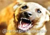 Chiplun Stray Dog Problem Bapu Kane: भटक्या श्वानांच्या प्रश्नावर न.प.ने ठोस भूमिका घ्यावी; चिपळूणचे माजी उपनगराध्यक्ष बापू काणे यांची आक्रमक मागणी Chiplun Stray Dog Problem Bapu Kane: भटक्या श्वानांच्या प्रश्नावर न.प.ने ठोस भूमिका घ्यावी; चिपळूणचे माजी उपनगराध्यक्ष बापू काणे यांची आक्रमक मागणी