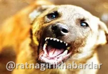 Chiplun Stray Dog Problem Bapu Kane: भटक्या श्वानांच्या प्रश्नावर न.प.ने ठोस भूमिका घ्यावी; चिपळूणचे माजी उपनगराध्यक्ष बापू काणे यांची आक्रमक मागणी Chiplun Stray Dog Problem Bapu Kane: भटक्या श्वानांच्या प्रश्नावर न.प.ने ठोस भूमिका घ्यावी; चिपळूणचे माजी उपनगराध्यक्ष बापू काणे यांची आक्रमक मागणी