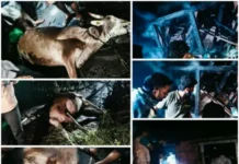 Mandangad Dahagaon Cattle Shed Fire Loss: दहागाव निमदेवाडीत गोठ्याला भीषण आग; २ दुभत्या गाईंचा मृत्यू