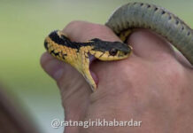 Dapoli Snakebite Death: उन्हवरे जाधववाडीत भांडी घासत असताना साप चावून महिलेचा दुर्दैवी मृत्यू Dapoli Snakebite Death: उन्हवरे जाधववाडीत भांडी घासत असताना साप चावून महिलेचा दुर्दैवी मृत्यू