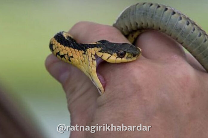 Dapoli Snakebite Death: उन्हवरे जाधववाडीत भांडी घासत असताना साप चावून महिलेचा दुर्दैवी मृत्यू Dapoli Snakebite Death: उन्हवरे जाधववाडीत भांडी घासत असताना साप चावून महिलेचा दुर्दैवी मृत्यू