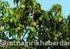 दुष्काळाच्या झळांत आंबा उत्पादकांना आता विम्याचा दिलासा! आंबा पिकाचा विमा हप्ता कमी; कोकणातील बागायतदारांना मोठा दिलासा