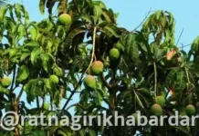 दुष्काळाच्या झळांत आंबा उत्पादकांना आता विम्याचा दिलासा! आंबा पिकाचा विमा हप्ता कमी; कोकणातील बागायतदारांना मोठा दिलासा