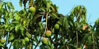 दुष्काळाच्या झळांत आंबा उत्पादकांना आता विम्याचा दिलासा! आंबा पिकाचा विमा हप्ता कमी; कोकणातील बागायतदारांना मोठा दिलासा